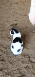Lost Male Cat last seen Near Quaker Ave, Indianapolis, IN 46183