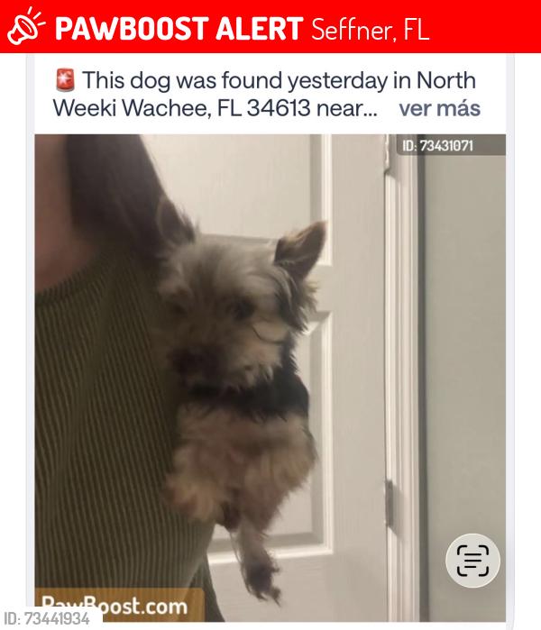 Lost Female Dog last seen Seffner, Seffner, FL 33584
