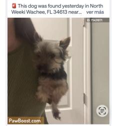 Lost Female Dog last seen Seffner, Seffner, FL 33584