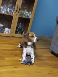 Reunited Male Dog last seen Port Diane Dr., Creve Coeur Township, MO 63146