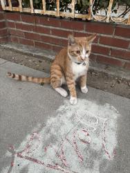 Found/Stray Unknown Cat last seen Hazeltine and hamlin, Los Angeles, CA 91401
