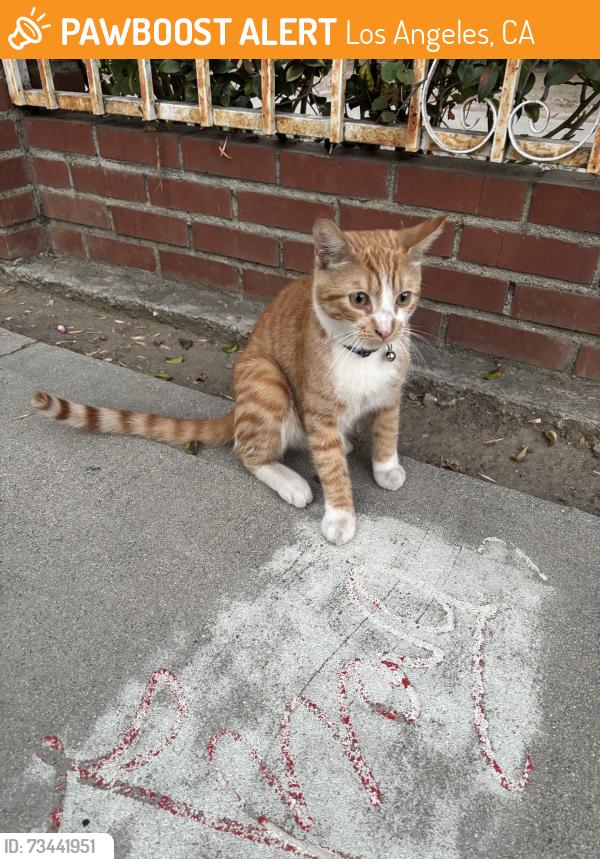 Found/Stray Unknown Cat last seen Hazeltine and hamlin, Los Angeles, CA 91401