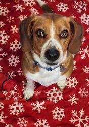 Reunited Male Dog last seen Port Diane Drive & Schuetz Road, Creve Coeur Township, MO 63146