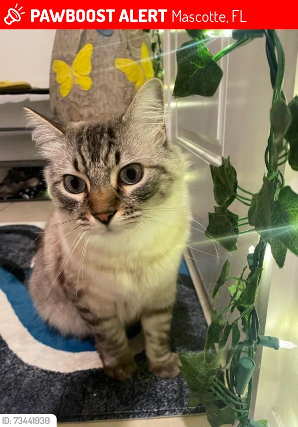 Lost Male Cat last seen Near Hideaway flt Streer, Mascotte, FL 34753