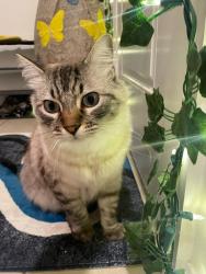 Lost Male Cat last seen Near Hideaway flt Streer, Mascotte, FL 34753