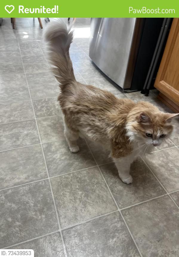 Reunited Female Cat last seen Morning mist way Roseville, Roseville, CA 95747