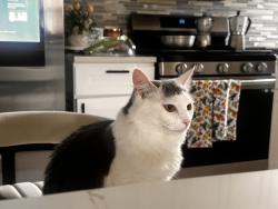 Reunited Female Cat last seen Near Iona college, New Rochelle, NY 10801