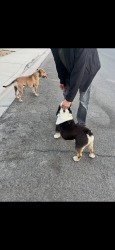 Found/Stray Unknown Dog last seen Baywood ln, Turlock, CA 95380