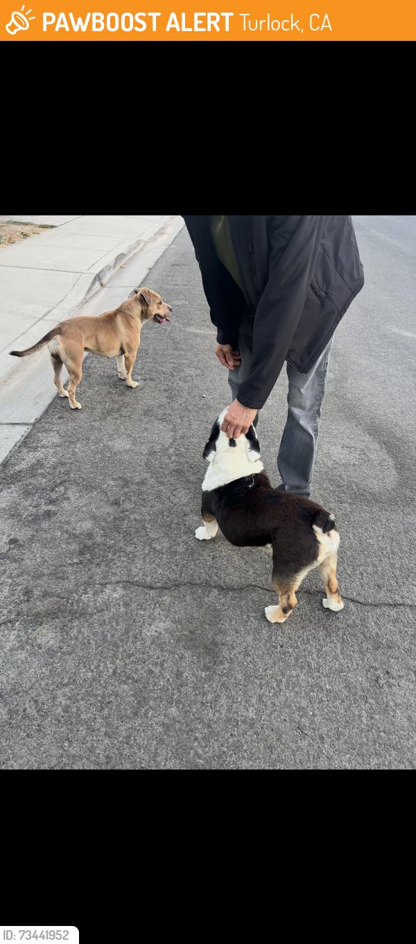 Found/Stray Unknown Dog last seen Baywood ln, Turlock, CA 95380