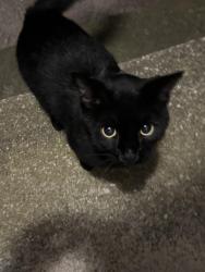 Found/Stray Unknown Cat last seen Nemet Drive, Seven Hills, Seven Hills, OH 44131