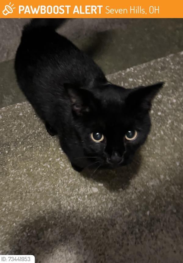 Found/Stray Unknown Cat last seen Nemet Drive, Seven Hills, Seven Hills, OH 44131