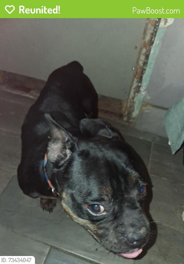 Reunited Female Dog last seen Sutter Health Ball Park, West Sacramento, CA 95822