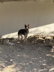 Found/Stray Unknown Dog last seen Underpass right before the dispensary ASHE, Pomona, CA 91768