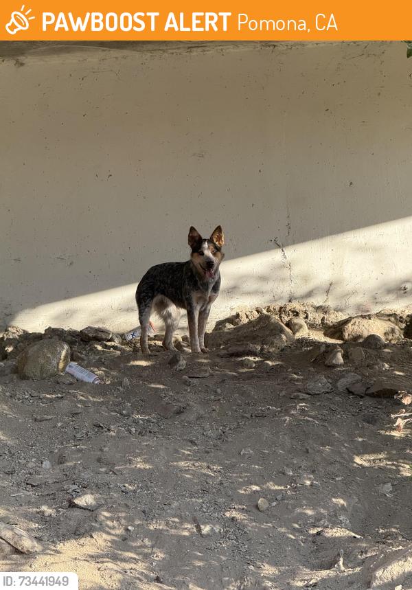 Found/Stray Unknown Dog last seen Underpass right before the dispensary ASHE, Pomona, CA 91768