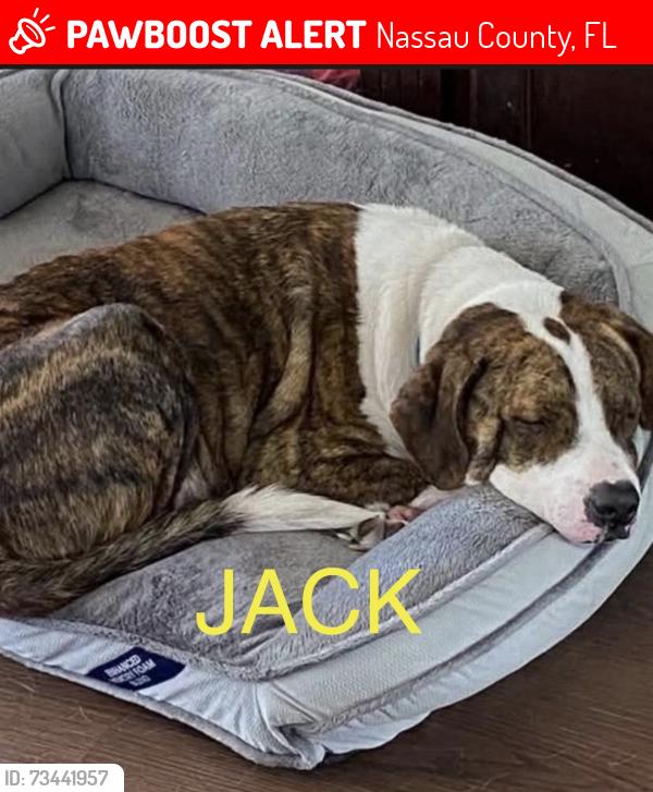 Lost Male Dog last seen Pinebreeze Circle in Callahan, Nassau County, FL 32011