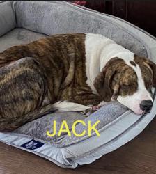 Lost Male Dog last seen Pinebreeze Circle in Callahan, Nassau County, FL 32011