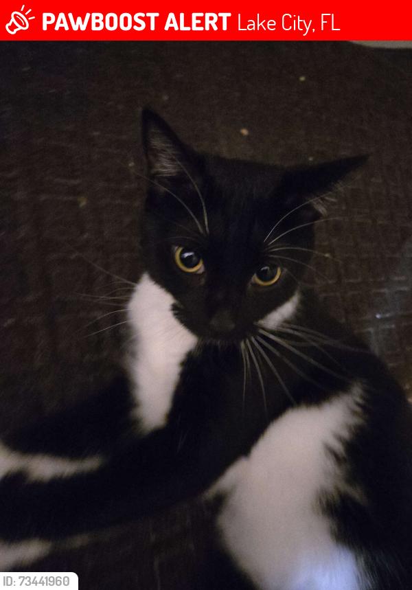 Lost Male Cat last seen Near NW Harris Loop, Lake City, Florida 32055, Lake City, FL 32055