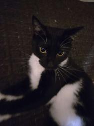 Lost Male Cat last seen Near NW Harris Loop, Lake City, Florida 32055, Lake City, FL 32055