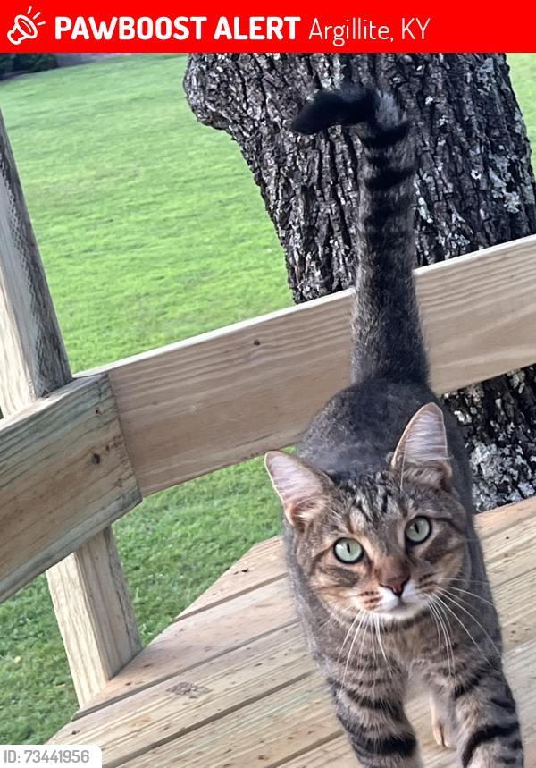 Lost Male Cat last seen Pleasant Valley Road, Argillite, KY 41121