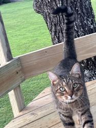 Lost Male Cat last seen Pleasant Valley Road, Argillite, KY 41121
