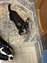 Lost Male Dog last seen Montwood and Laura Marie dr, El Paso, TX 79936