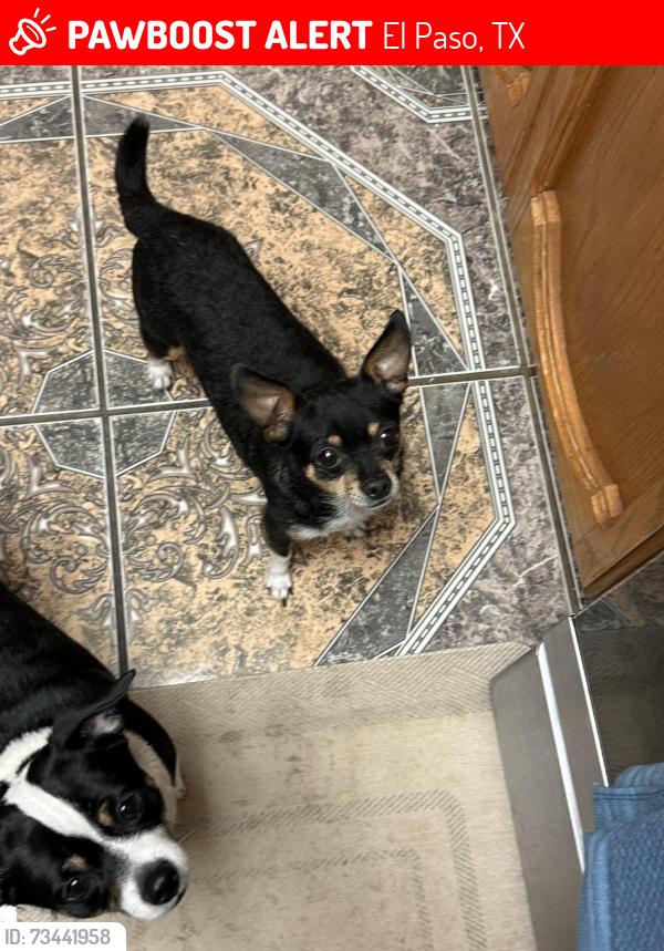 Lost Male Dog last seen Montwood and Laura Marie dr, El Paso, TX 79936