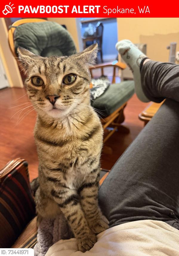 Lost Male Cat last seen E maringo dr, Spokane, WA 99206