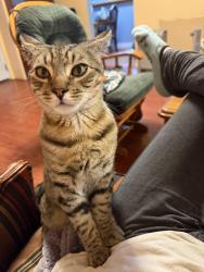 Lost Male Cat last seen E maringo dr, Spokane, WA 99206