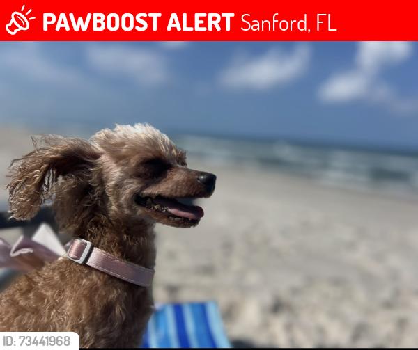 Lost Female Dog last seen Myrtle Ave, Sanford, FL 32771