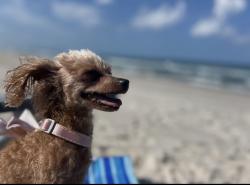 Lost Female Dog last seen Myrtle Ave, Sanford, FL 32771