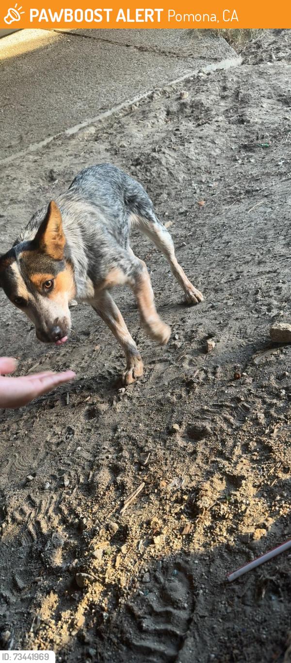 Found/Stray Unknown Dog last seen Right under underpass, Pomona, CA 91768