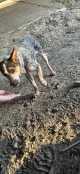 Found/Stray Unknown Dog last seen Right under underpass, Pomona, CA 91768