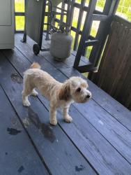 Lost Male Other last seen Near Lake bend dr, Houston, TX 77084