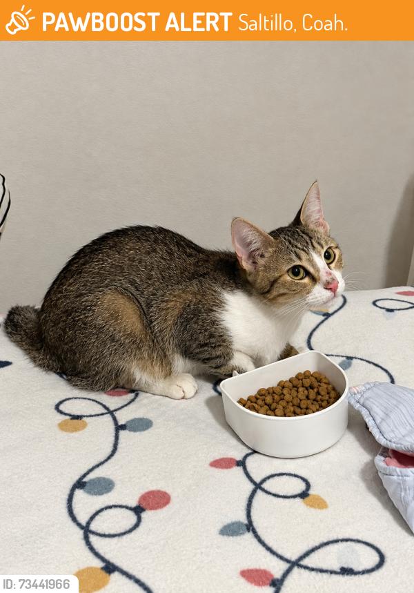 Found/Stray Female Cat last seen José Maria Rodríguez 1475 residencial los reales, Saltillo, Coah. 25253