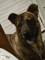Found/Stray Male Dog last seen S. Western and I240, Oklahoma City, OK 73118