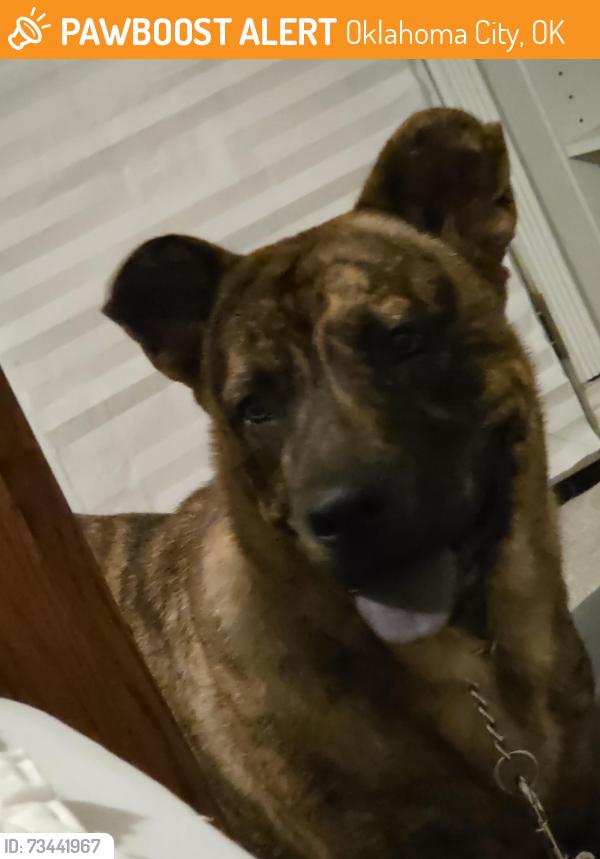 Found/Stray Male Dog last seen S. Western and I240, Oklahoma City, OK 73118