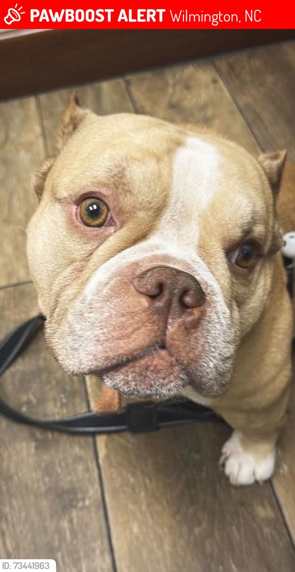 Lost Male Dog last seen Nixon st, Wilmington, NC 28401
