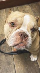 Lost Male Dog last seen Nixon st, Wilmington, NC 28401