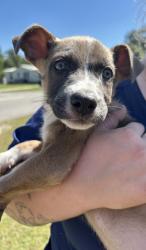 Found/Stray Female Dog last seen Zaby's, Fayetteville, NC 28304