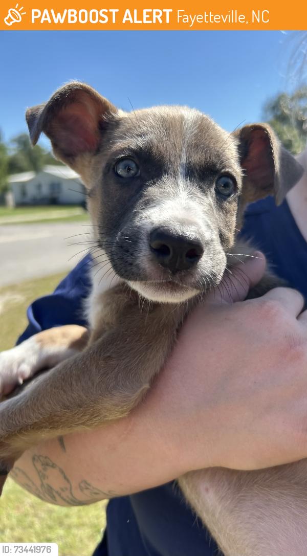Found/Stray Female Dog last seen Zaby's, Fayetteville, NC 28304
