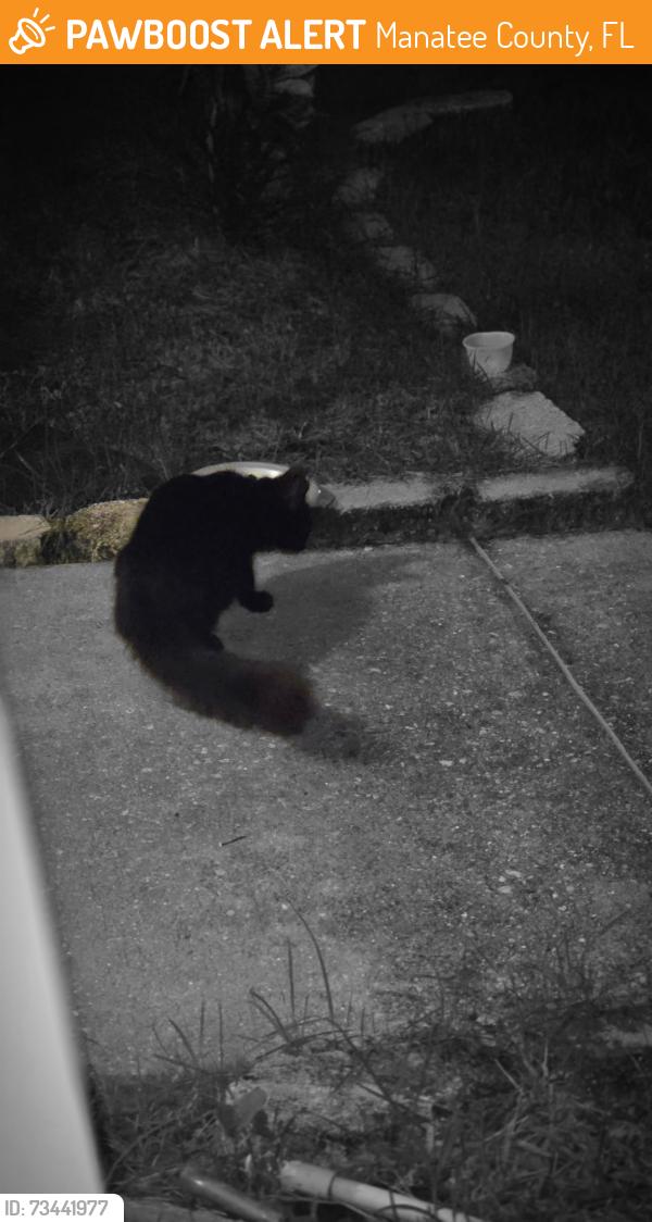 Found/Stray Unknown Cat last seen Kingsfield neighborhood, Manatee County, FL 34219