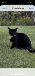 Lost Male Cat last seen Commett Road, Fairfax, VT 05448