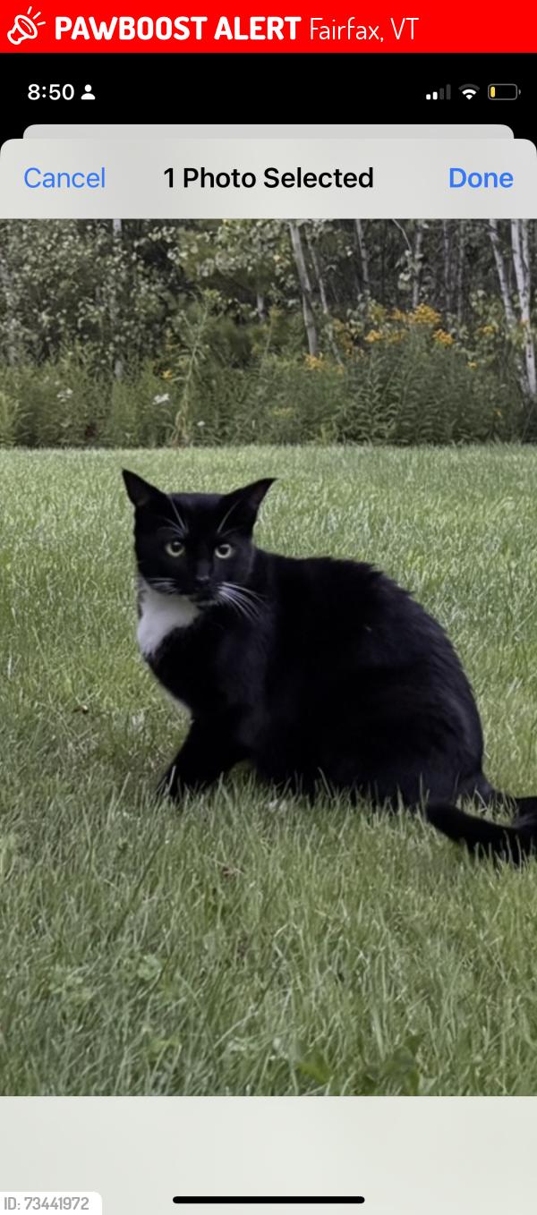 Lost Male Cat last seen Commett Road, Fairfax, VT 05448