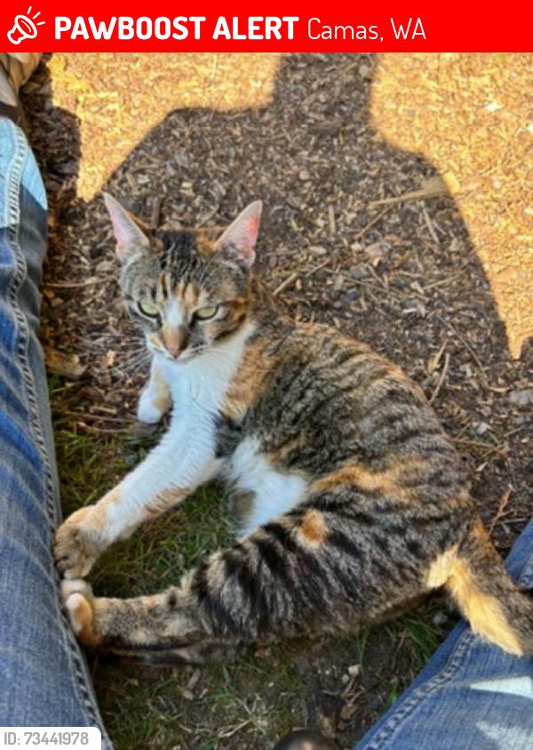 Lost Female Cat last seen Crown Park, Camas, WA 98607