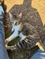 Lost Female Cat last seen Crown Park, Camas, WA 98607