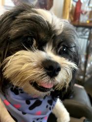 Reunited Female Dog last seen A Street, Pensacola, FL 32501