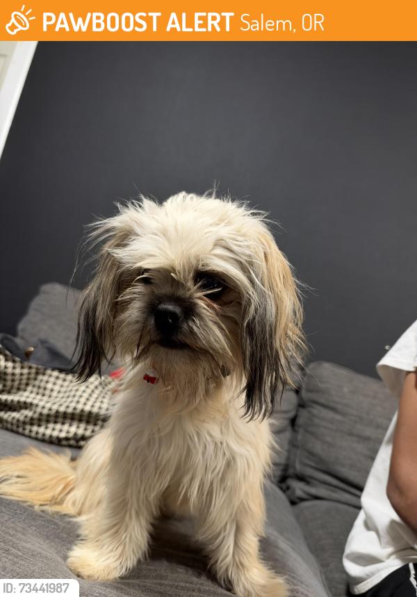 Found/Stray Female Dog last seen Salem hawthorne Ave st, Salem, OR 97301
