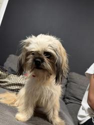 Found/Stray Female Dog last seen Salem hawthorne Ave st, Salem, OR 97301