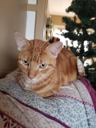 Lost Male Cat last seen 165th and ohio, Hammond, IN 46323