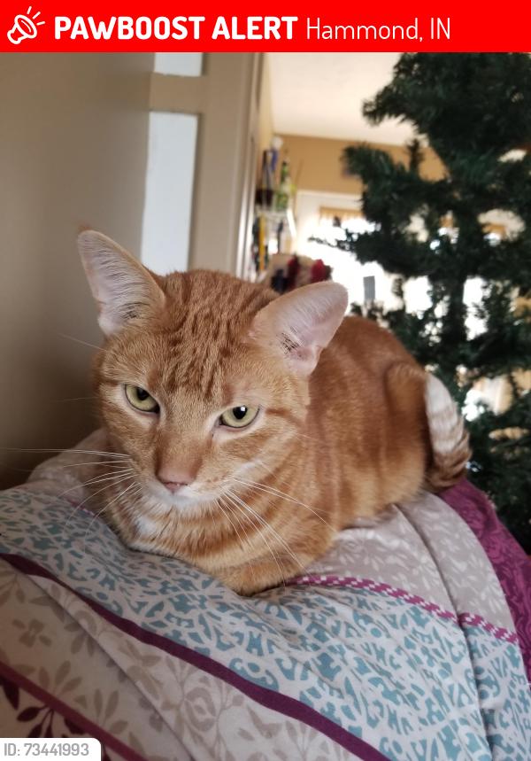 Lost Male Cat last seen 165th and ohio, Hammond, IN 46323